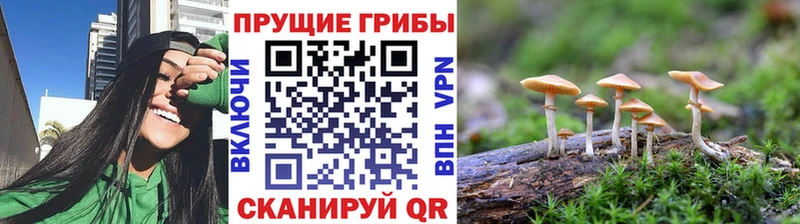 blacksprut ONION  Камызяк  Псилоцибиновые грибы Magic Shrooms 